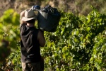 Réchauffement climatique : quelle influence sur les vins ?