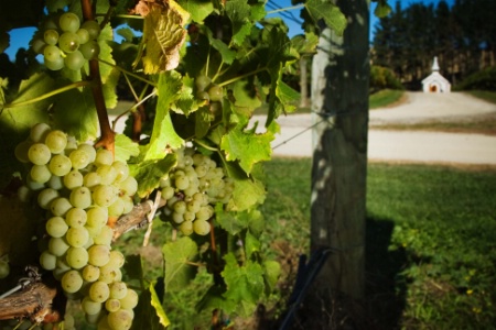 Le sauvignon est le cépage le plus présent en Nouvelle-Zélande. Le sauvignon est le cépage le plus présent en Nouvelle-Zélande.