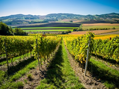 Vignes et vendanges en Auvergne. Vignes et vendanges en Auvergne.