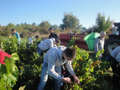 Les vendanges manuelles sont obligatoires pour être certifié vin nature.