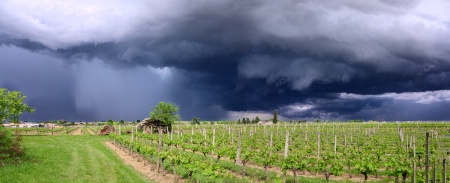 L'été particulièrement pluvieux a favorisé dans de nombreux vignobles l'apparition fulgurante du mildiou. L'été particulièrement pluvieux a favorisé dans de nombreux vignobles l'apparition fulgurante du mildiou.