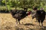 Le Poulet Noir Certifié sortant à l'extérieur Poule et Toque surgelé