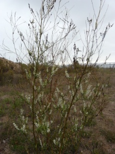 Le mélilot est une plante de la famille du petit pois : ses fleurs ont une odeur proche de la vanille. Délicieuses en glace.