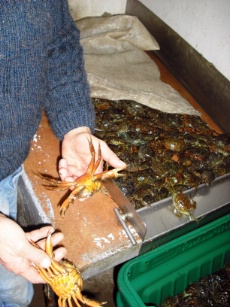 Lorsque son frère, Alain, ramène les milliers de crabes au port, Pierre Bonnieu s’attèle au tri : les mous, les rouges et les femelles en état de pondre sont mis de côté avant d’être rejetés à l’eau, sans gants.