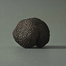 La truffe noire 'Melanosporum' travaillée au restaurant.