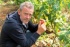 Quatre chefs font les Vendanges de Cassis