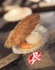 La pêche de la Coquille Saint-Jacques de Normandie Label rouge est ouverte