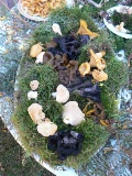 Plateau de présentation des grands comestibles servis à l'Auberge de l'Atre : chanterelles d'automne, pieds de mouton, trompette