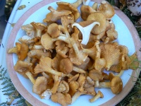 Assiette de girolles, dont un spécimen coupé en deux montre sa qualité et surtout qu'il n'est pas véreux