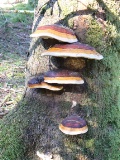 Le polypore versicolor, est une jolie variété non comestible du groupe des polypore