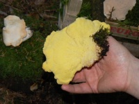Le polypore soufré est une espèce très rare, qui est comestible uniquement quand il est très jeune et très frais
