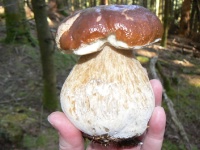 Un magnifique cèpe de Bordeaux trouvé dans la forêt domaniale Au duc dans le Morvan