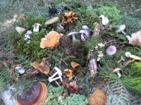 De retour de la cueillette, les champignons sont identifiés et répertoriés. Les champignons comestibles sont regroupés sur une même table