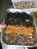 Les 4 variétés de champignons préparés : grirolle, trompette de la mort, chanterelle, cèpes sont prêtes à être cuisiné en poêlée.