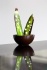 Pot de muguet pour Patrick Roger