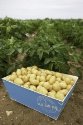 La pomme de terre de l'île de Ré s'invite dans les bistrots parisiens
