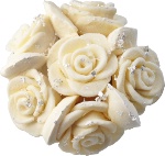 Stella di Natale pour Amorino