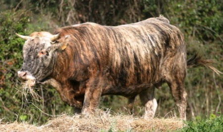 La vache tigre, élevée par Jacques Abbatucci, l'un des frères du chef. La vache tigre, élevée par Jacques Abbatucci, l'un des frères du chef.