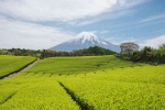 1er concours « Le Goût du Japon »