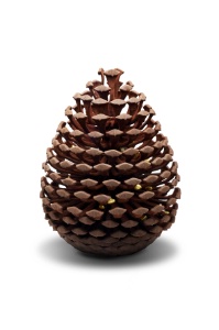 La pomme de pin tel un écrin. La pomme de pin tel un écrin.