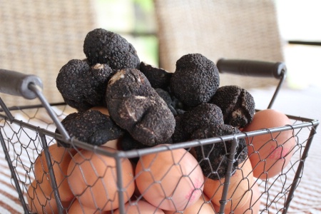 La truffe Melanosporum voit son prix s'envoler à l'approche des fêtes