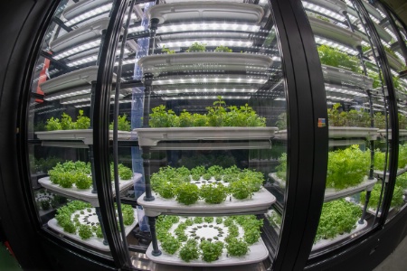 17 variétés d'herbes et de micro-végétaux proposées à Nanterre.