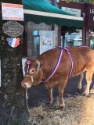 Le Bistrot Jourdan s'offre la plus belle des vaches