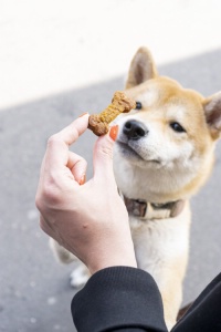 Visiblement, Onyx, la star des chiens sur Instagram, semble intéressé.