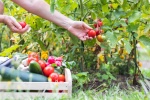 Loi Egalim, une avancée en faveur de la biodiversité alimentaire