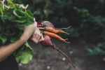 2020, une bonne année pour le secteur bio, excepté en restauration