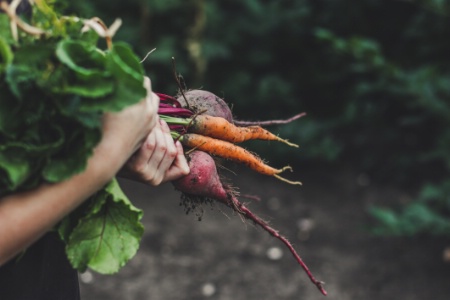 D'après l'Ademe (l'Agence de la transition écologique), 70 % des aliments consommés en France pourraient être bio en 2050. D'après l'Ademe (l'Agence de la transition écologique), 70 % des aliments consommés en France pourraient être bio en 2050.