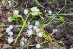 Violents orages de grêle dans le vignoble bordelais à la fin mai